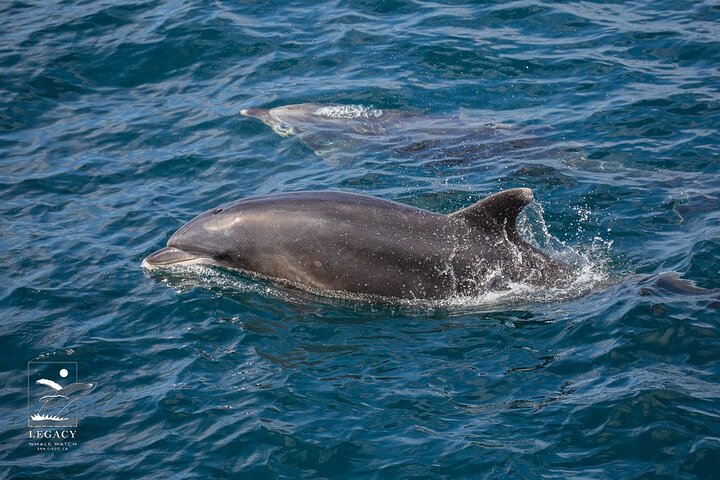 San Diego: 3 Hour Whale Watch Cruise with Legacy Whale Watch