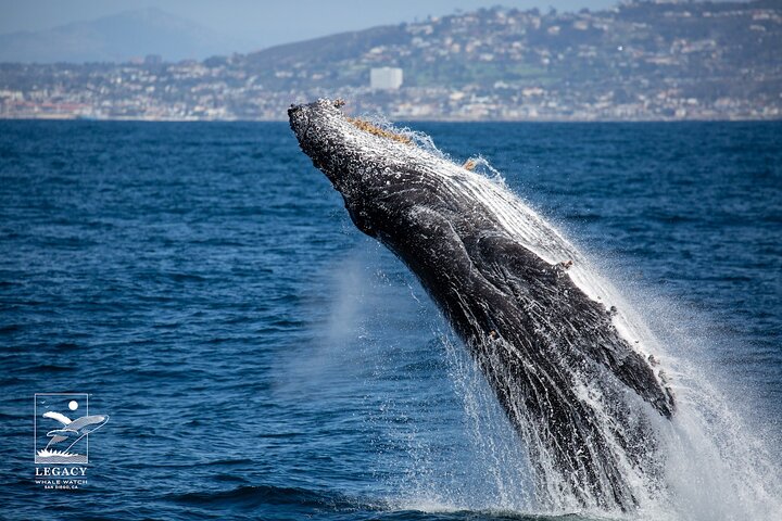 San Diego: 3 Hour Whale Watch Cruise with Legacy Whale Watch