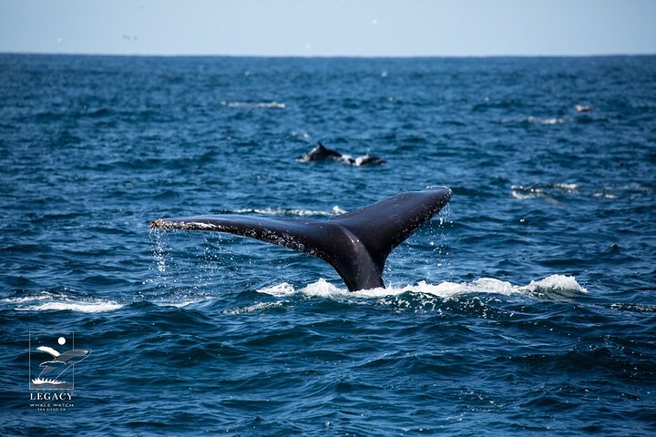 San Diego: 3 Hour Whale Watch Cruise with Legacy Whale Watch