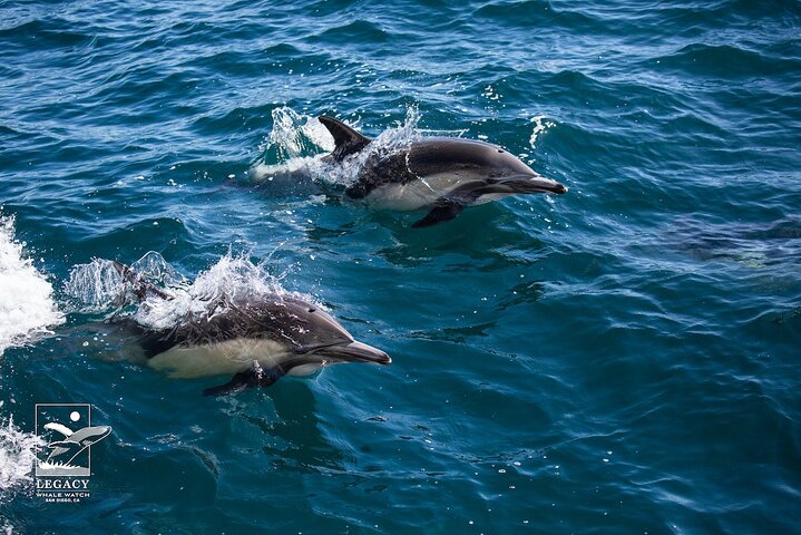 San Diego: 3 Hour Whale Watch Cruise with Legacy Whale Watch