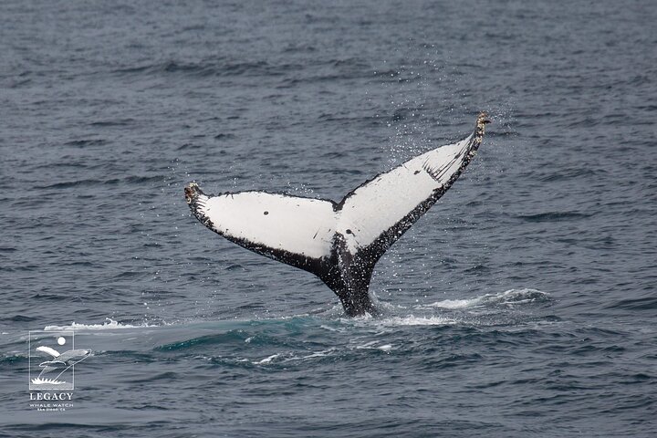 San Diego: 3 Hour Whale Watch Cruise with Legacy Whale Watch