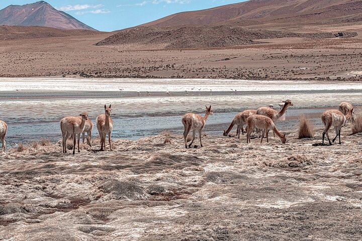 3-Day Uyuni Salt Flats & Lagoons to San Pedro de Atacama