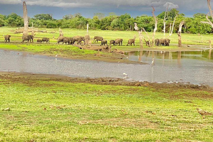 Safari with Sheran Udawalawe National Park