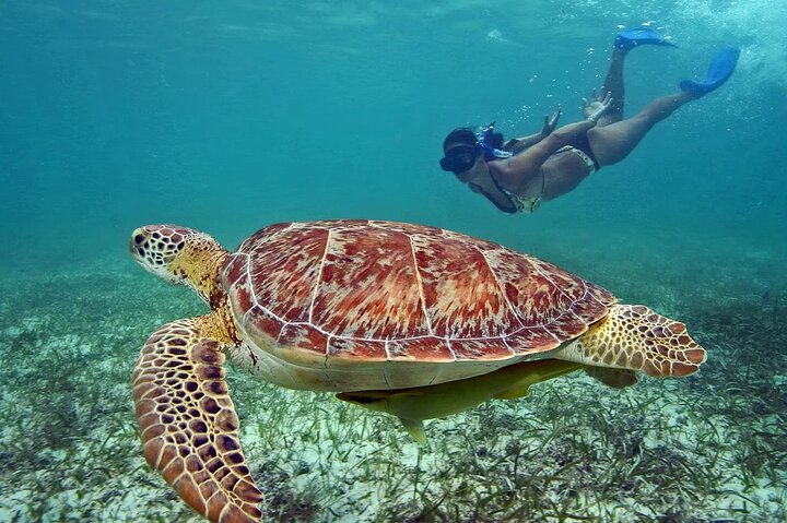 4hr Private Tour Island Hop Snorkel w/ Turtles & Sip Bahama Mamas