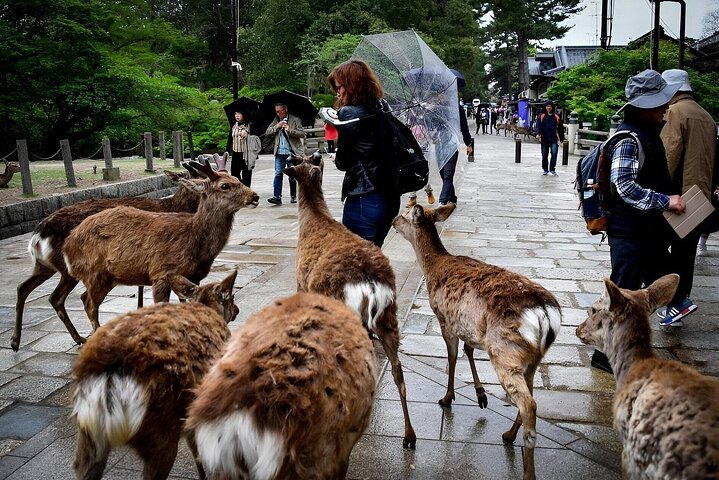 Nara Unlocked With a Private Car Tour from Kyoto by Guide