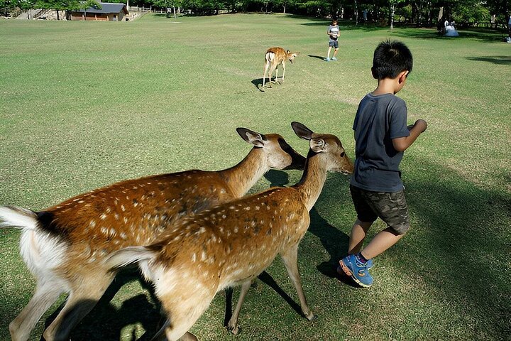 Nara Unlocked With a Private Car Tour from Kyoto by Guide