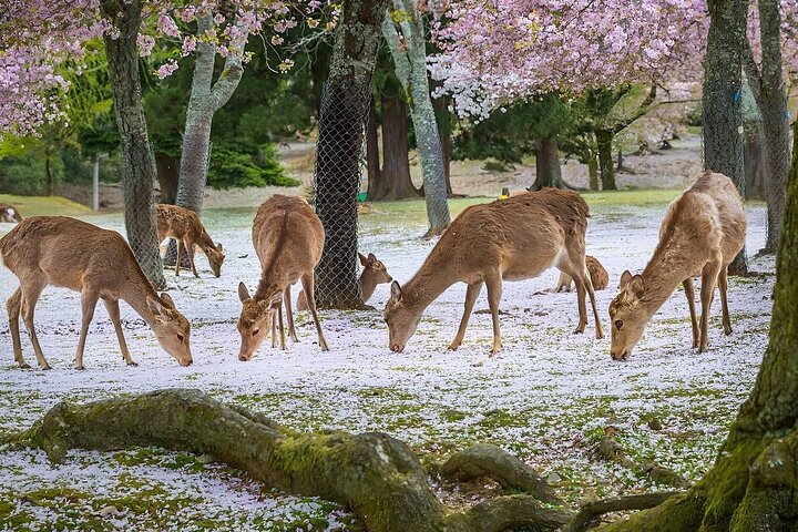 Nara Unlocked With a Private Car Tour from Kyoto by Guide