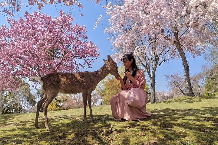 Nara Unlocked With a Private Car Tour from Kyoto by Guide