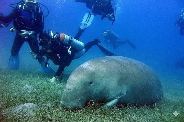 Abu Dabbab Full Day Snorkeling with Turtles & Dugong – Hurghada