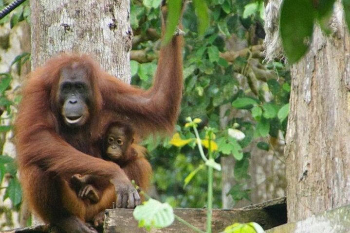 Full Day Sepilok Orangutan and Rainforest Discovery Centre Tour