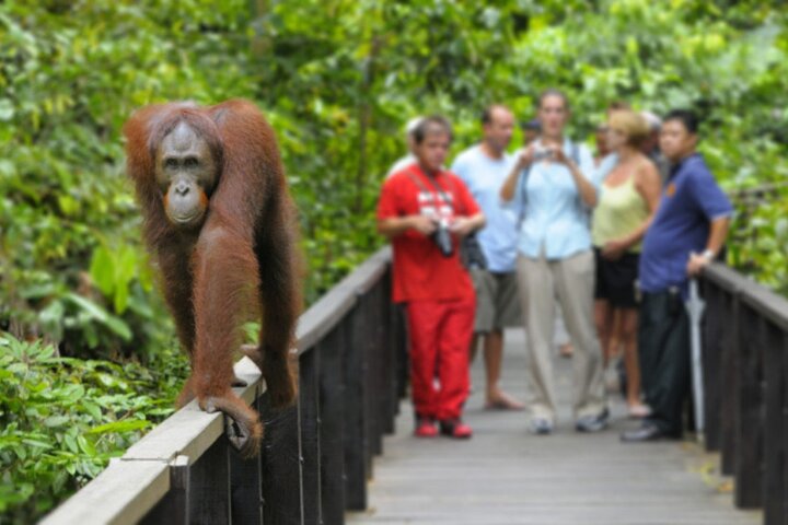 Full Day Sepilok Orangutan and Rainforest Discovery Centre Tour