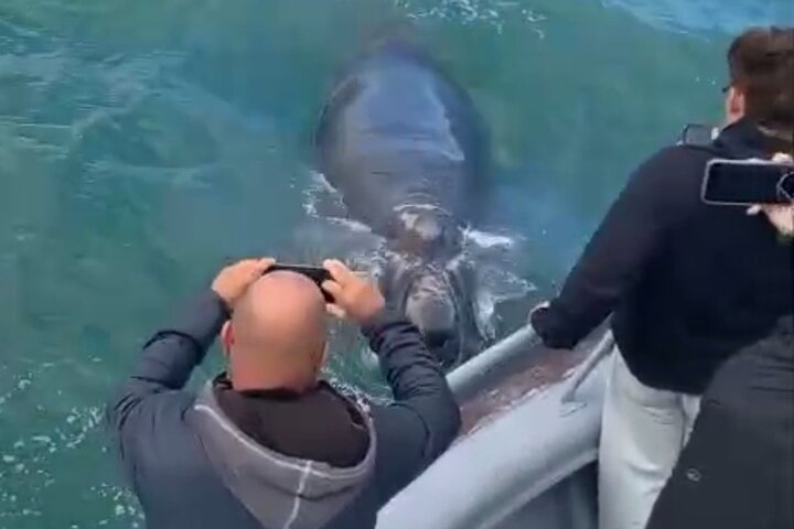 Cape Town Whale Watching Activity in Hermanus