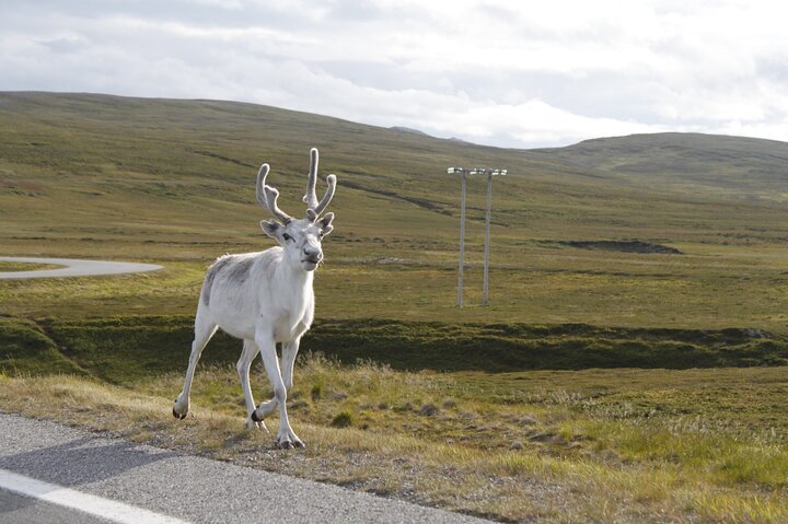Honningsvag: North Cape Bus Shuttle