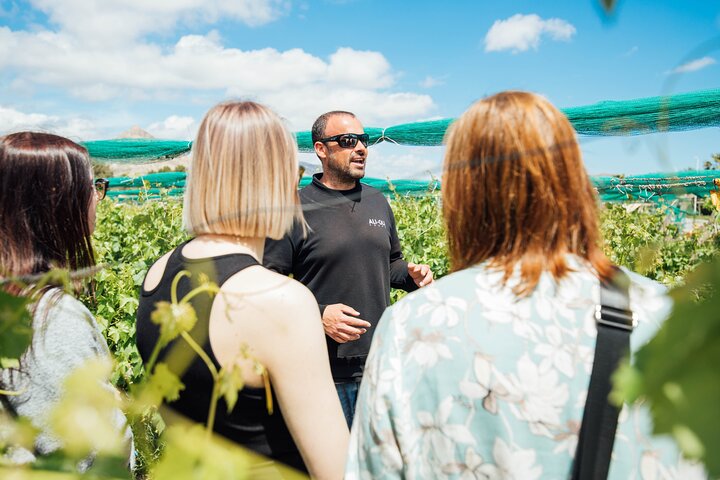 Alicante Winery Small Group Tour with Wine Tasting
