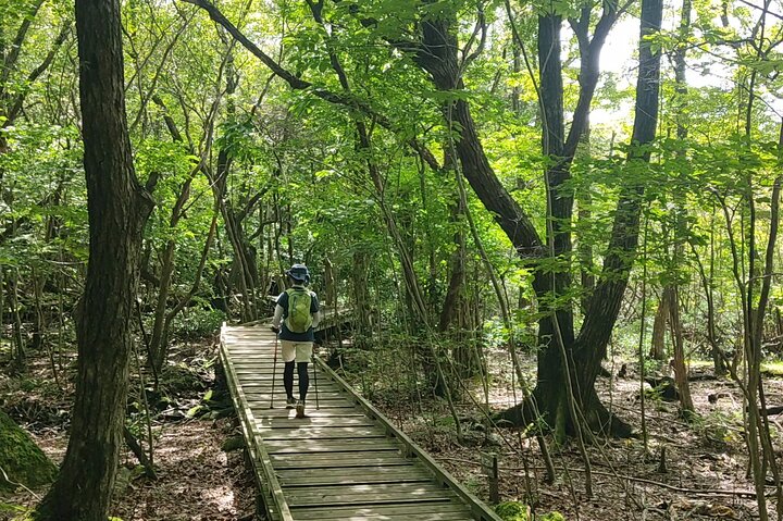 Beppu Luxury Nature Escape: Highland Walk Sky Bridge and Yufuin