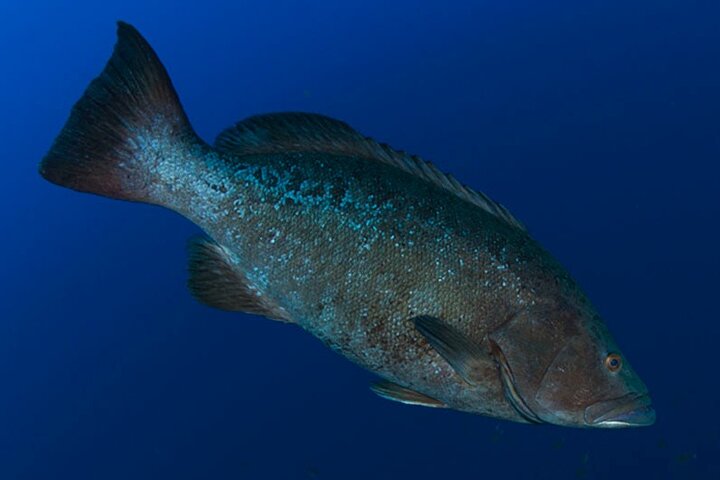 Double Diving Departure in Faial