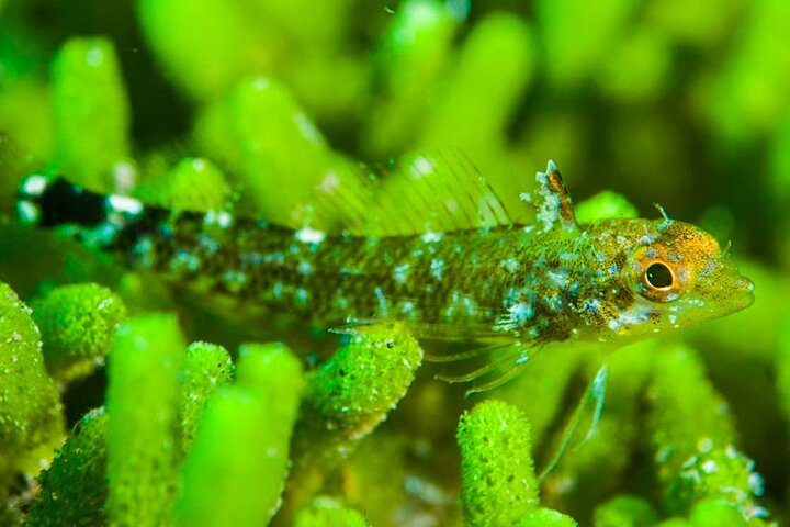 Double Diving Departure in Faial