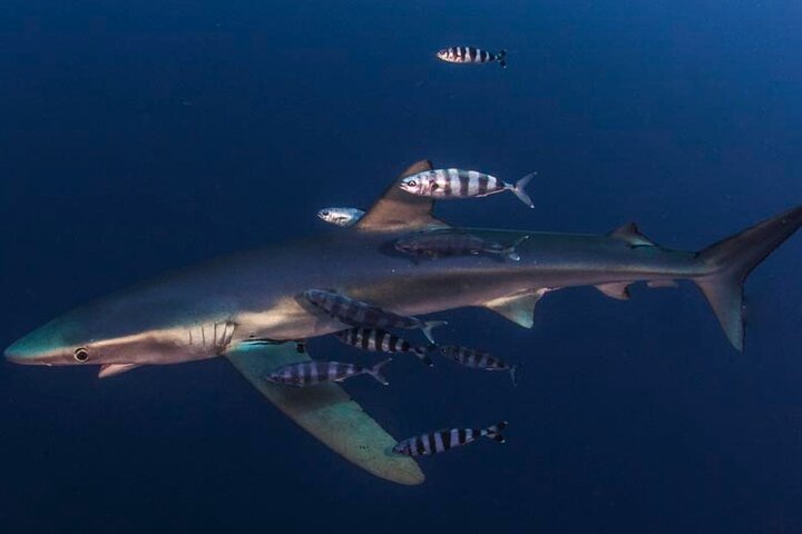 Double Diving Departure in Faial