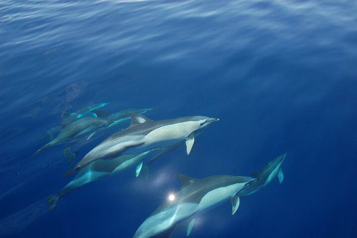 Double Diving Departure in Faial