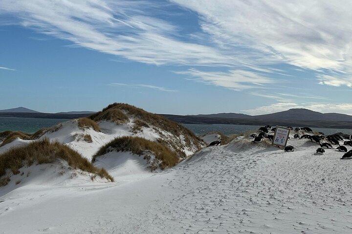 Gentoo Penguin Colony Falklands Tour with Transportation