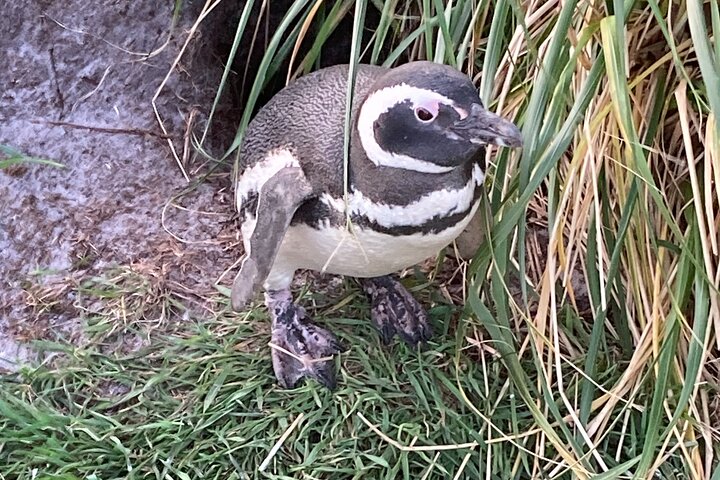 Gentoo Penguin Colony Falklands Tour with Transportation