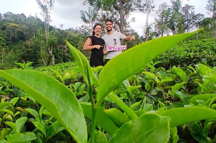 Nuwara Eliya 2 Tea Factory Tea Test &Pick 2 Waterfalls Nature Day