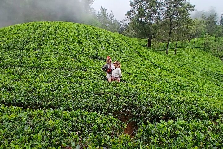 Nuwara Eliya 2 Tea Factory Tea Test &Pick 2 Waterfalls Nature Day