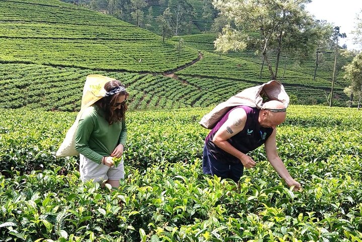 Nuwara Eliya 2 Tea Factory Tea Test &Pick 2 Waterfalls Nature Day