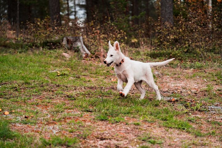 Rovaniemi: Drive Your Own Husky Team (5-8 km) & BBQ
