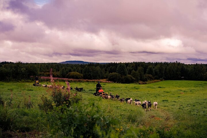 Rovaniemi: Drive Your Own Husky Team (5-8 km) & BBQ