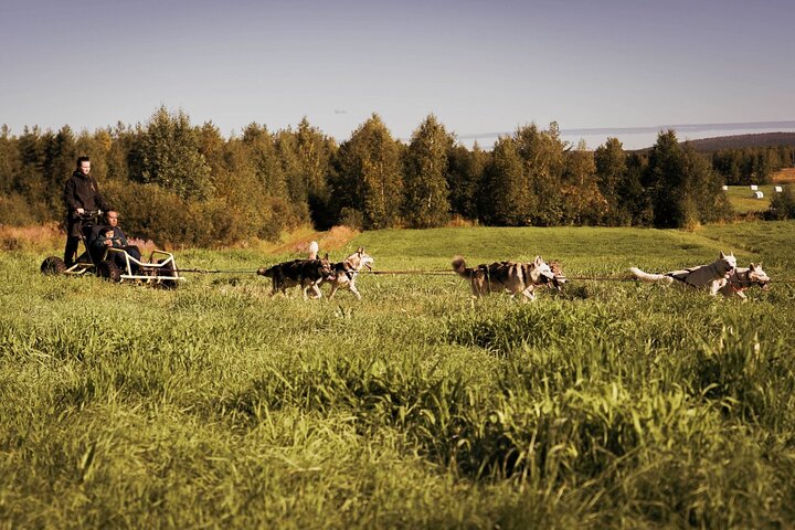 Rovaniemi: Drive Your Own Husky Team (5-8 km) & BBQ