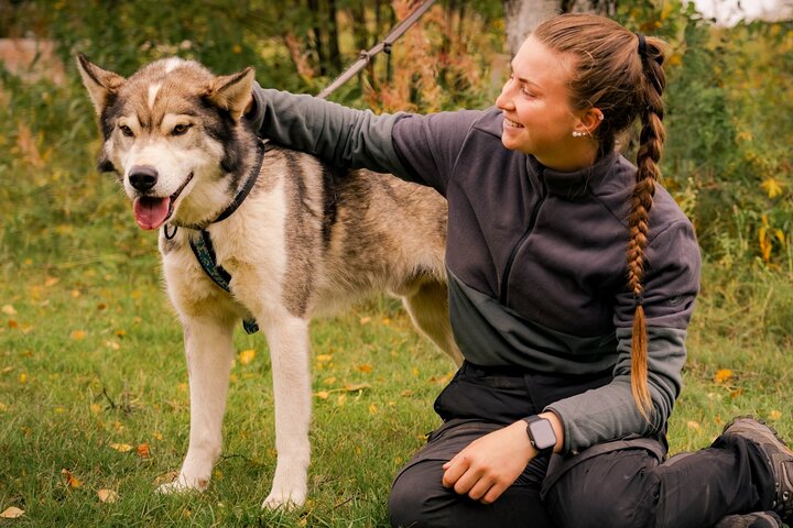 Rovaniemi: Drive Your Own Husky Team (5-8 km) & BBQ