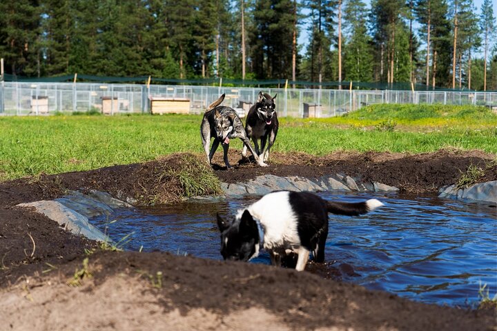 Rovaniemi: Drive Your Own Husky Team (5-8 km) & BBQ