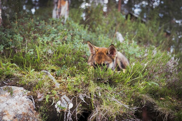 Rovaniemi: Drive Your Own Husky Team (5-8 km) & BBQ