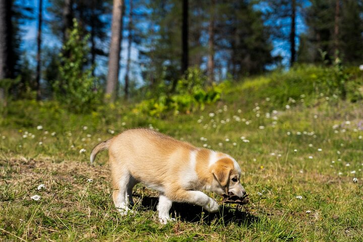 Rovaniemi: Drive Your Own Husky Team (5-8 km) & BBQ