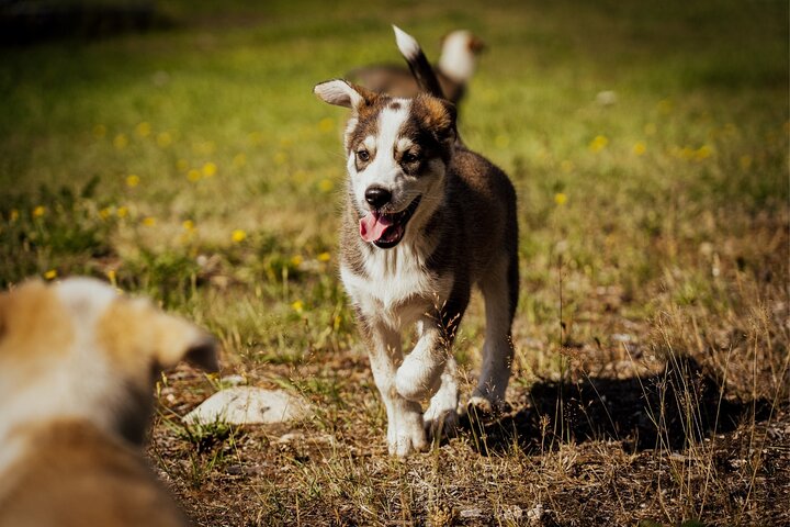 Rovaniemi: Drive Your Own Husky Team (5-8 km) & BBQ