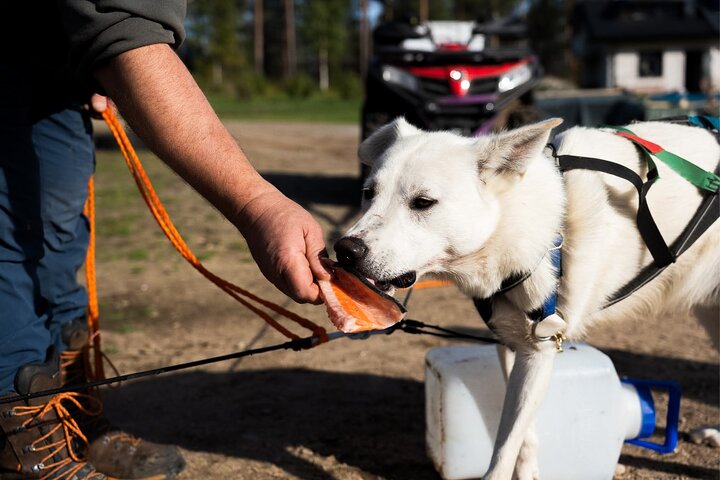 Rovaniemi: Drive Your Own Husky Team (5-8 km) & BBQ
