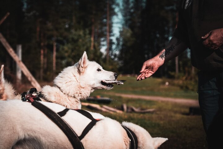 Rovaniemi: Drive Your Own Husky Team (5-8 km) & BBQ