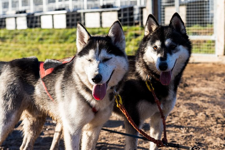 Rovaniemi: Drive Your Own Husky Team (5-8 km) & BBQ