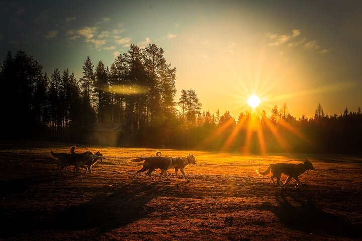 Rovaniemi: Drive Your Own Husky Team (5-8 km) & BBQ