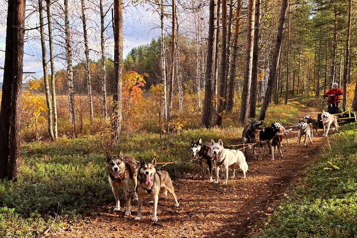 Rovaniemi: Drive Your Own Husky Team (5-8 km) & BBQ