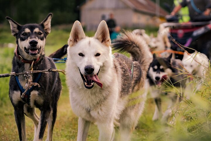 Rovaniemi: Drive Your Own Husky Team (5-8 km) & BBQ