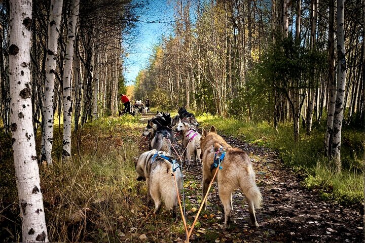 Rovaniemi: Drive Your Own Husky Team (5-8 km) & BBQ