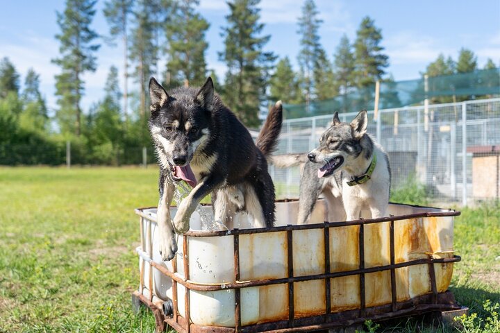 Rovaniemi: Drive Your Own Husky Team (5-8 km) & BBQ