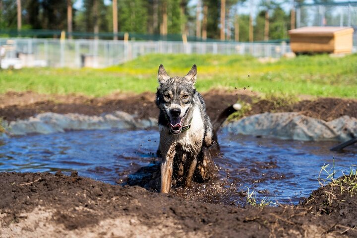 Rovaniemi: Drive Your Own Husky Team (5-8 km) & BBQ