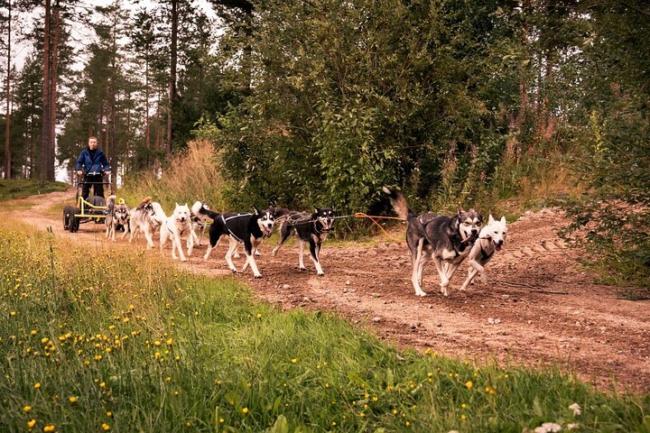 Rovaniemi: Drive Your Own Husky Team (5-8 km) & BBQ
