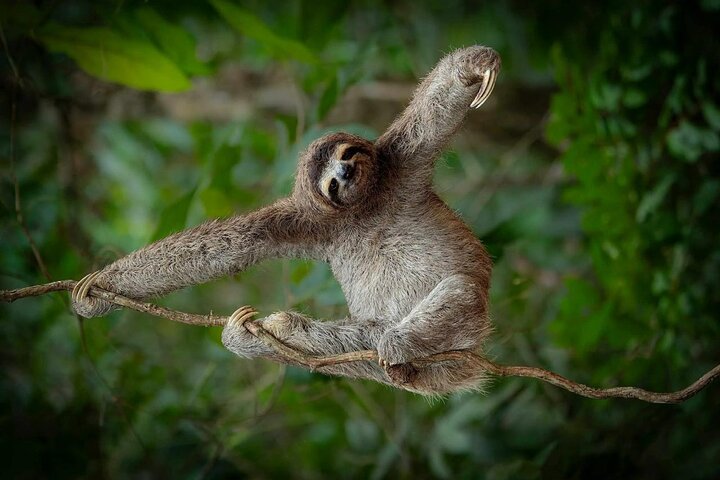 Sloth Watching , Coffee, Chocolate & waterfall Experience