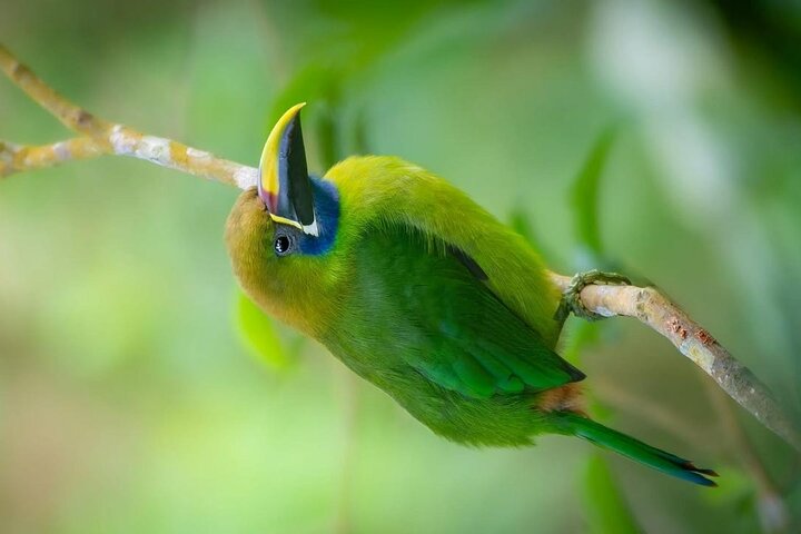 Rio Celeste, Sloth Watching & Waterfall Rainforest Experience