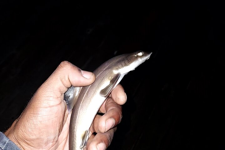 Learn to Pier Fish: Beginner Groups 2-6 persons (No license)