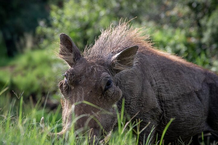Dar es Salaam: 1-Day Mikumi National Park Safari with Free Pickup